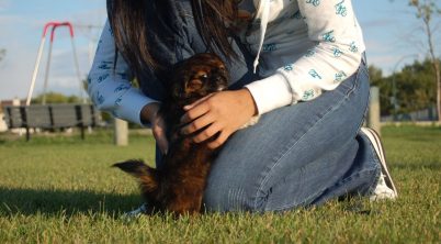 About Pekingese Puppies