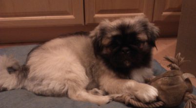 Are Pekingese Healthy Dogs?