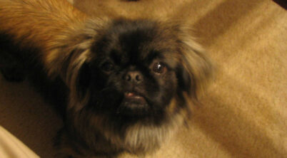 Are Pekingese Quiet?