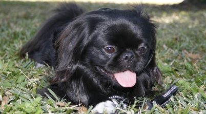 Tops reasons to get a Pekingese dog