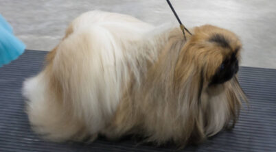 Pekingese Chinese Royalty