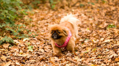 Pekingese Eating Habits