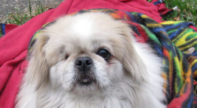 Pekingese Eye Problems