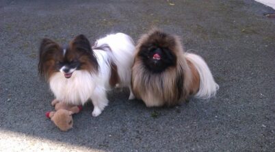 Pekingese Fighting