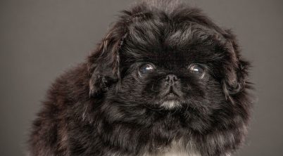 Pekingese First-Time Dog Owners Guide