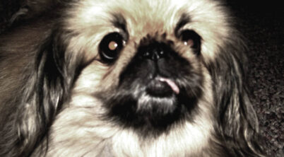 Pekingese Heart Problems