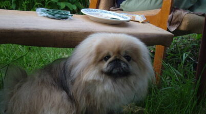 Pekingese Most Popular Color