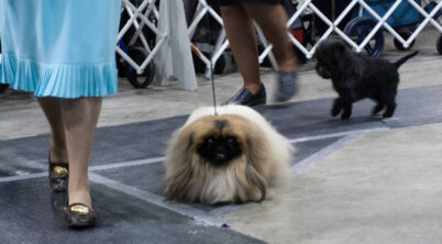 Pekingese National Dog Show