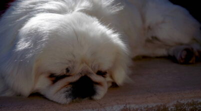 Pekingese Skin Problems