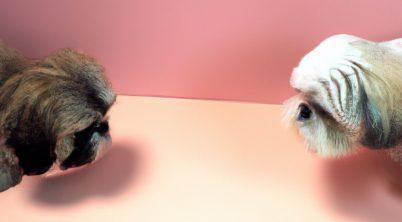 Pekingese vs. Shih Tzu: Which Should I Choose?