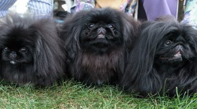 Pekingese What’s Good About em