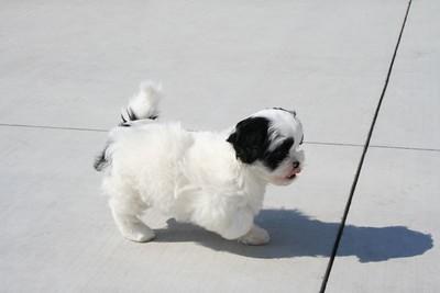 Pekingese 2024 poodle puppies