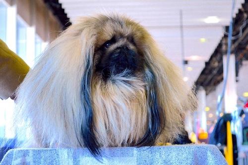 can pekingese be left alone