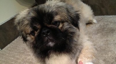 What Health Problems Do Pekingese Have?