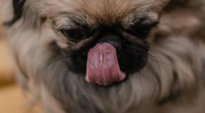 Why Do Pekingese Lick So Much?